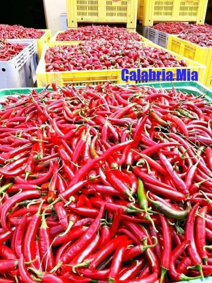 B&B Calabria Mare Falerna Εξωτερικό φωτογραφία